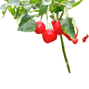 Dalle Chilli Seeds